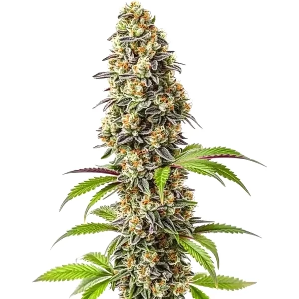 Strawberry - Seeds Pack: 6-samen
