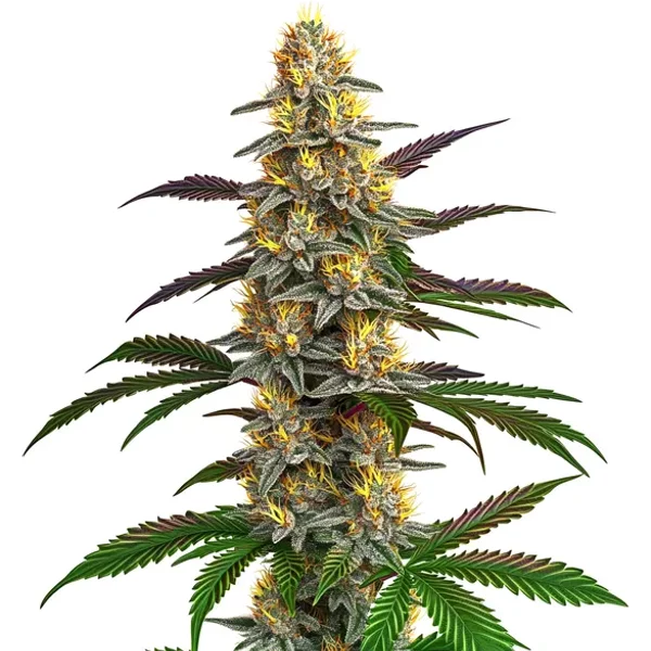 Strawberry Banana - Seeds Pack: 25-samen