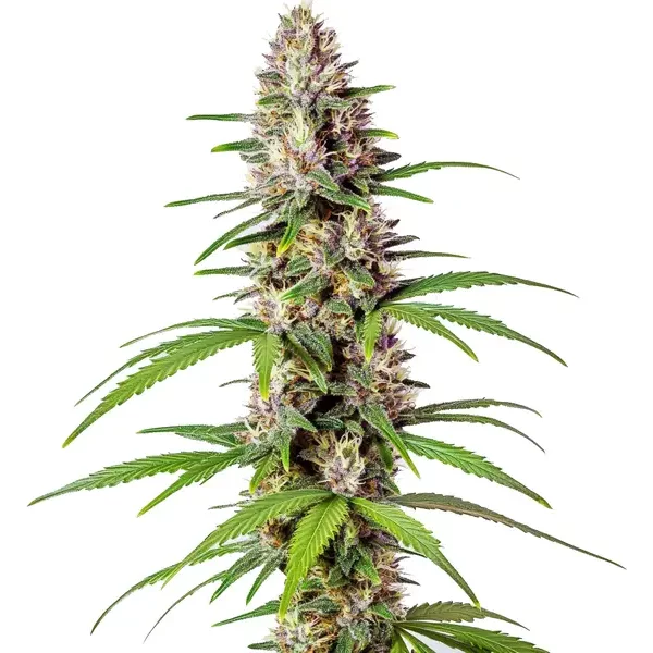 Sugar Haze Schnellversion - Seeds Pack: 3-samen