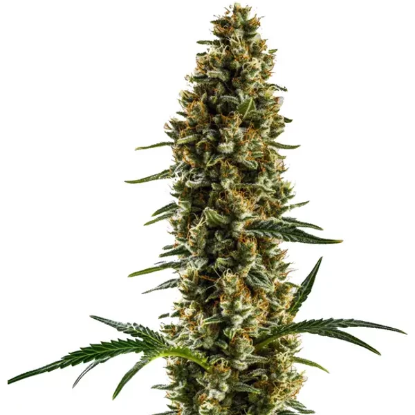 Sugar Haze Regulär - Seeds Pack: 3-samen