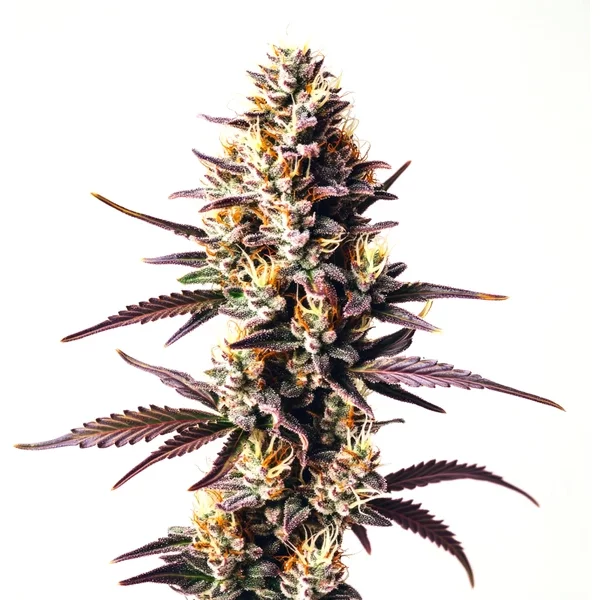 Sunset Sherbet - Seeds Pack: 3-samen