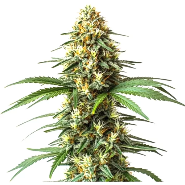 Super Critical (Bilbo) Schnellversion - Seeds Pack: 6-samen