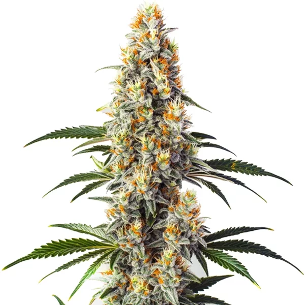 Super Glue - Seeds Pack: 3-samen