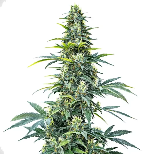 Super Silver Haze Auto - Seeds Pack: 3-samen