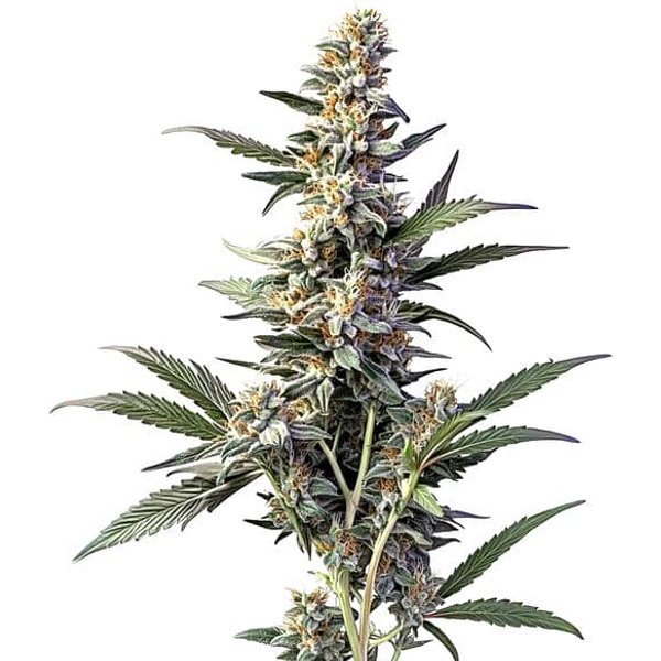 Sweet Afghan Delicious Auto F1 - Seeds Pack: 9-samen