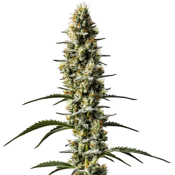 Sweet Zombie Auto - Seeds Pack: 25-samen