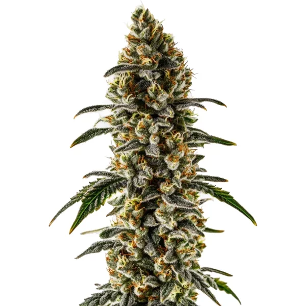Sweet Zombie - Seeds Pack: 3-samen