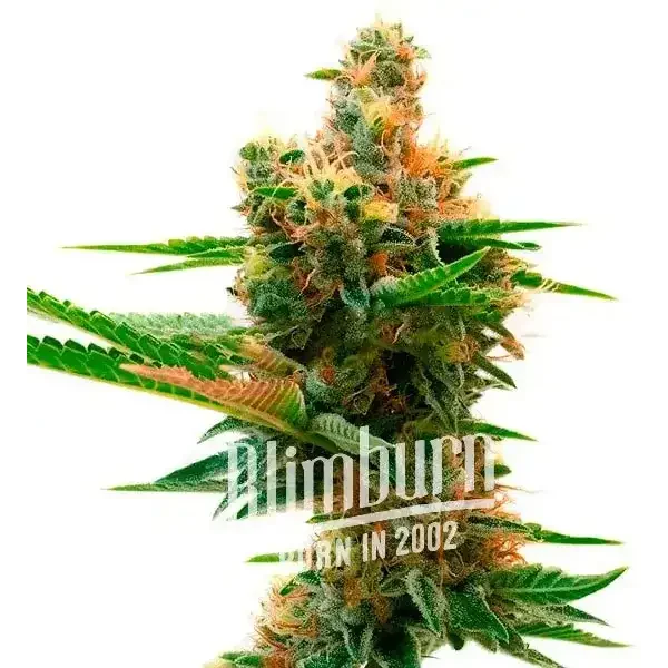 Sweet Island - Seeds Pack: 3-samen
