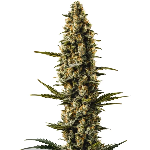 Sweety Auto - Seeds Pack: 3-samen