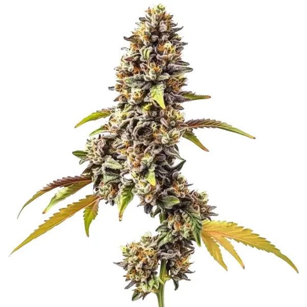Tahoe OG Auto - Seeds Pack: 25-samen