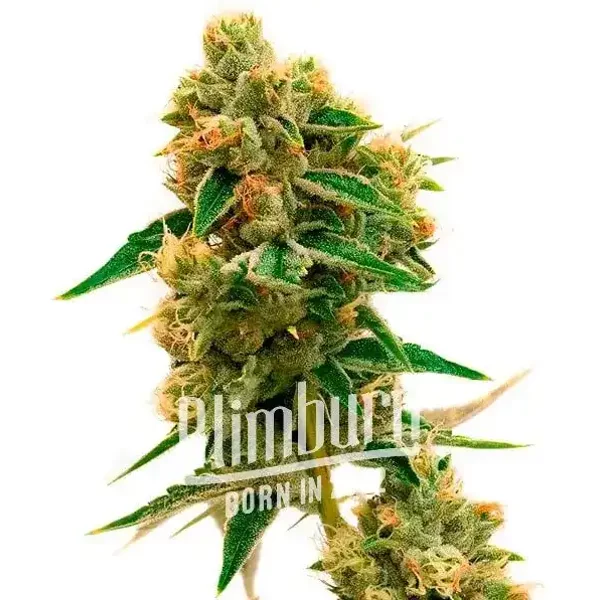 Tangie x Chocolope - Seeds Pack: 25-samen