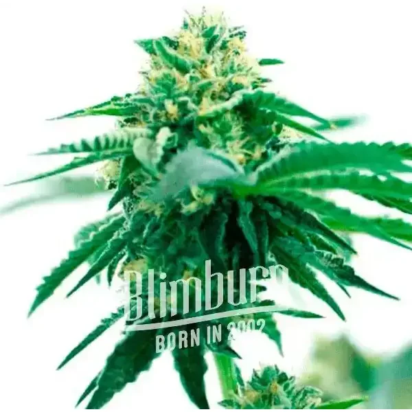 Taskenti - Seeds Pack: 25-samen