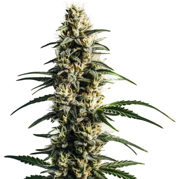 Thai Fantasy - Seeds Pack: 3-samen