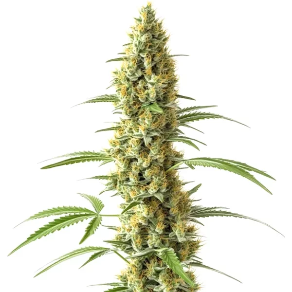 Tijuana - Seeds Pack: 3-samen