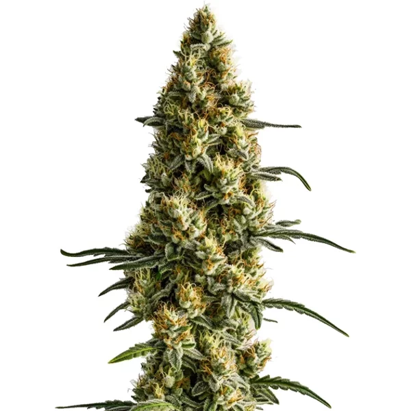 Tropi BCN x Pineaple Sherbet Regulär - Seeds Pack: 1-samen