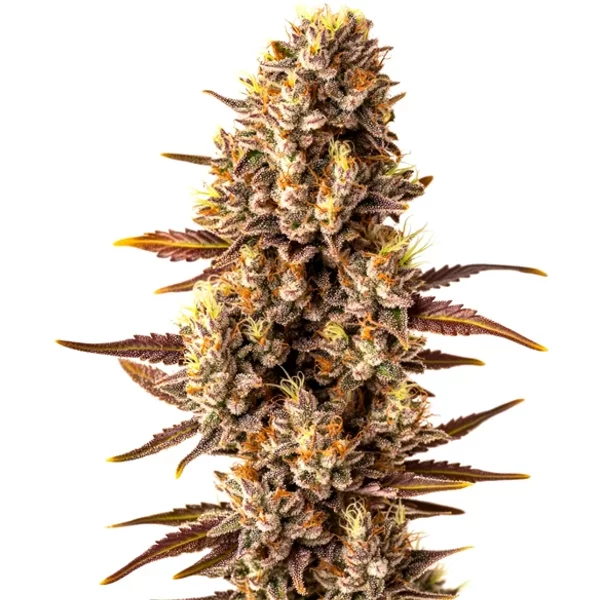 Tropicana Cookies Schnellversion - Seeds Pack: 3-samen