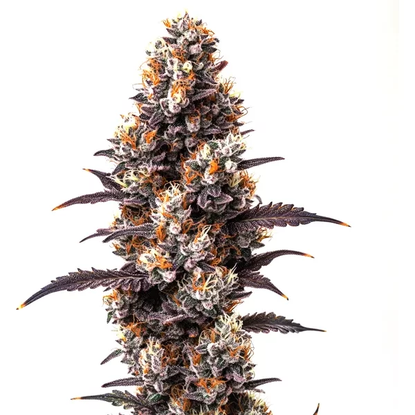 Ultra Violet OG - Seeds Pack: 25-samen