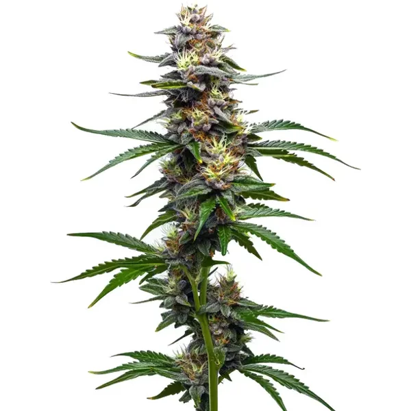 Vanilla Frosting - Seeds Pack: 1-samen