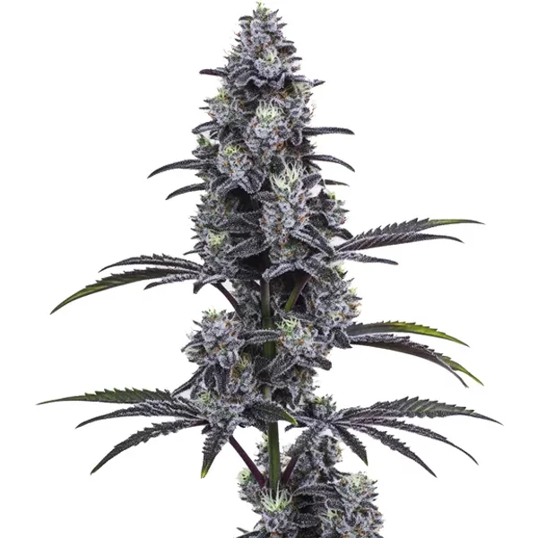 Vice City - Seeds Pack: 25-seeds