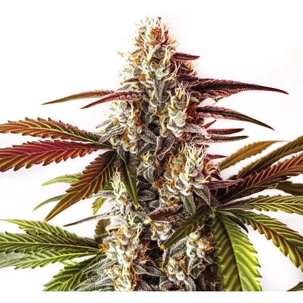 Watermelon Zkittlez Schnellversion - Seeds Pack: 1-samen
