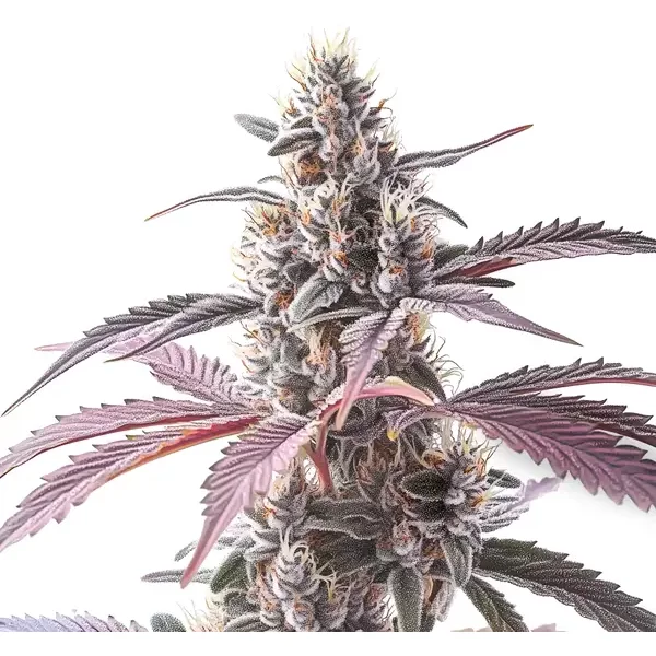 Wedding Cake x Animal Mints - Seeds Pack: 1-samen