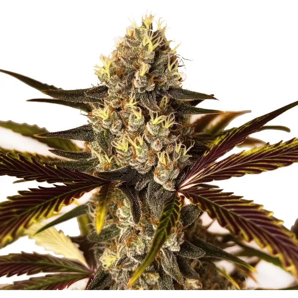 Wedding Cake x Do-Si-Dos - Seeds Pack: 1-samen