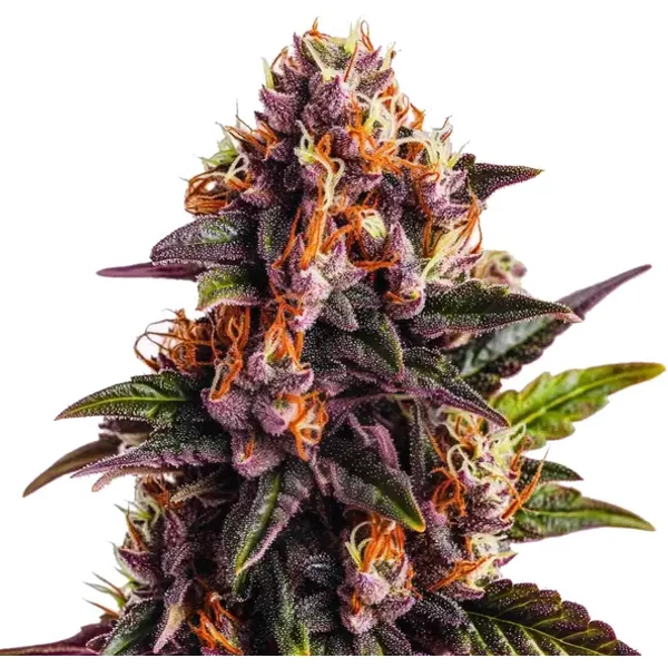 Wedding Cake x Forbidden Fruit - Seeds Pack: 1-samen