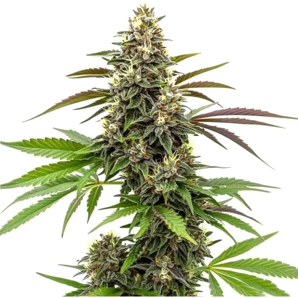 White Widow x AK 47 - Seeds Pack: 1-samen