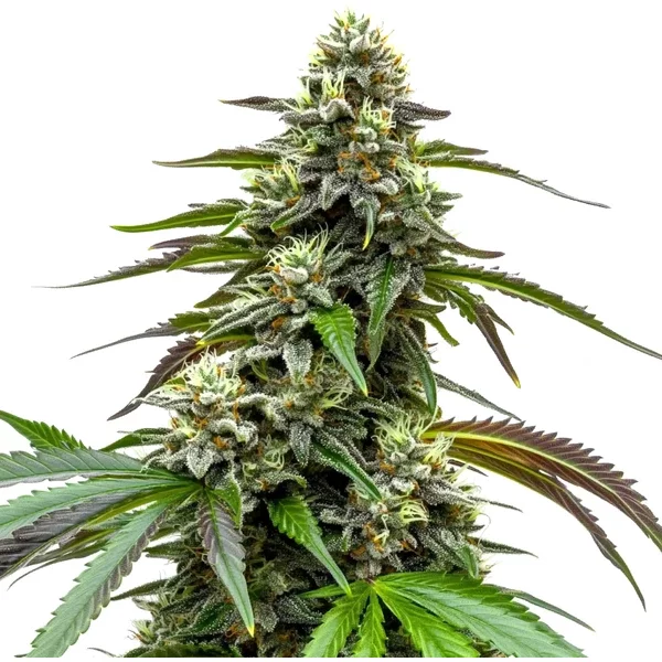 White LSD Auto - Seeds Pack: 1-samen
