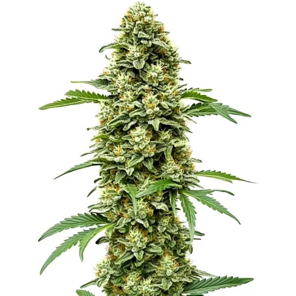 White Russian Schnellversion - Seeds Pack: 1-samen
