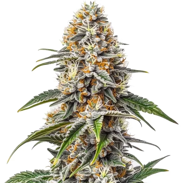 White Russian - Seeds Pack: 1-samen