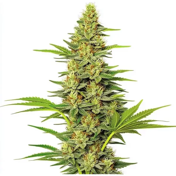 White Widow Schnellversion - Seeds Pack: 1-samen