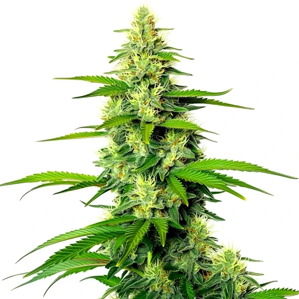 White Widow x California Snow Auto - Seeds Pack: 9-samen