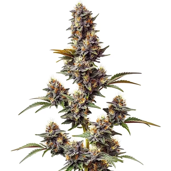 White Widow x Crystal Meth Auto - Seeds Pack: 3-samen