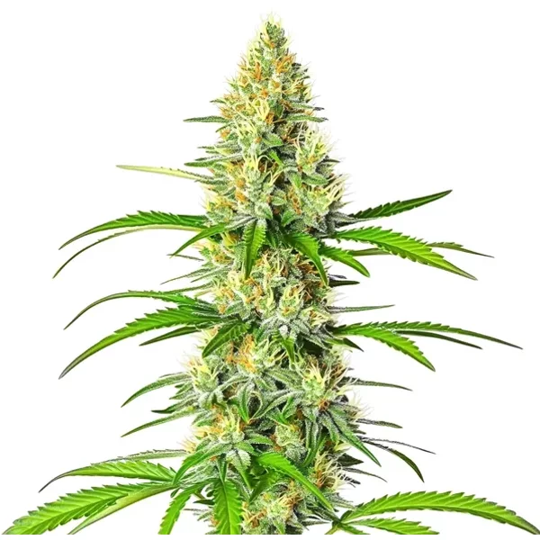 White Widow x Northern Lights - Seeds Pack: 1-samen