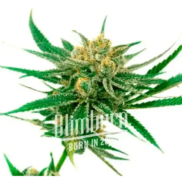 White Amnesia - Seeds Pack: 1-samen