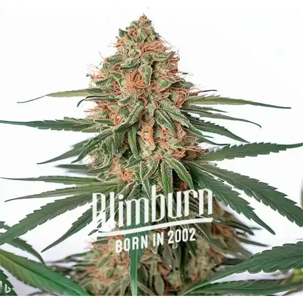 Wifi x Do-Si-Dos - Seeds Pack: 1-samen