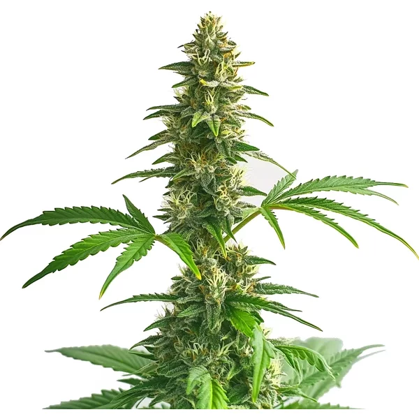 Yumbolt Auto - Seeds Pack: 1-samen