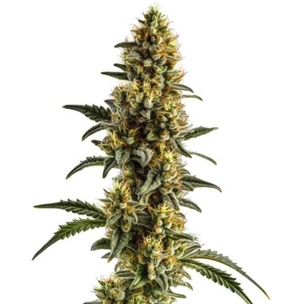 Yumbolt Banana Auto - Seeds Pack: 1-samen