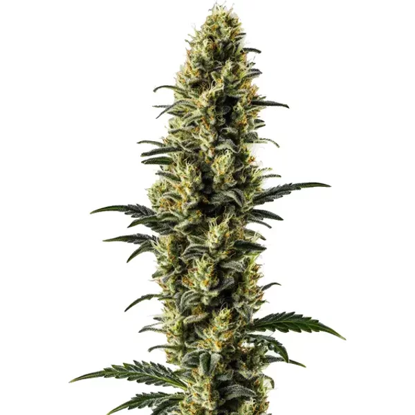 Zkitllez Auto - Seeds Pack: 25-samen