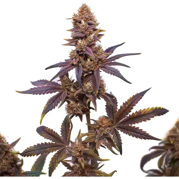 Zkitllez x Purple Punch Auto F1 - Seeds Pack: 3-samen