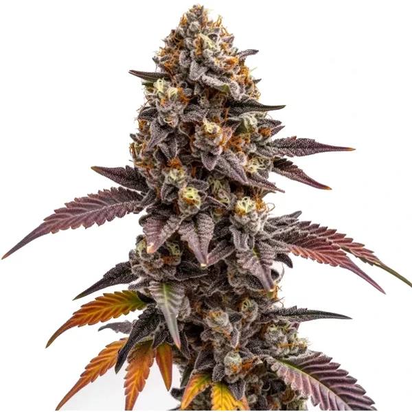 Zkittlez Kush - Seeds Pack: 25-samen
