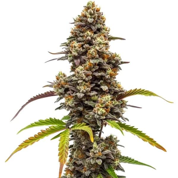 Zkittlez x Bruce Banner Regulär - Seeds Pack: 9-samen