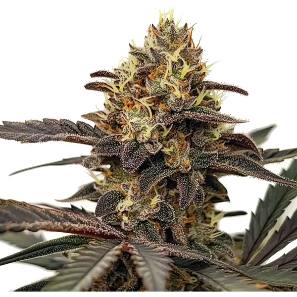 Zlushie - Seeds Pack: 25-seeds