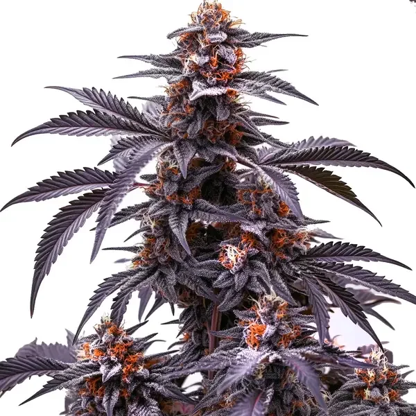 Black Jack Auto - Seeds Pack: 25-samen