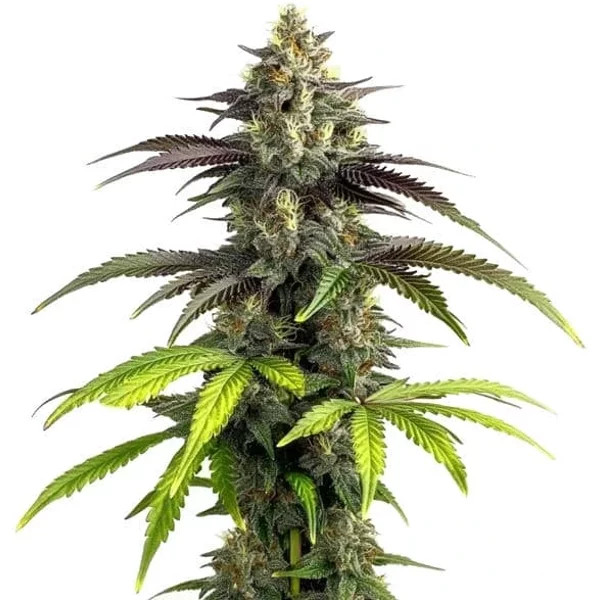 Bruce Banner 2.0 - Seeds Pack: 3-samen