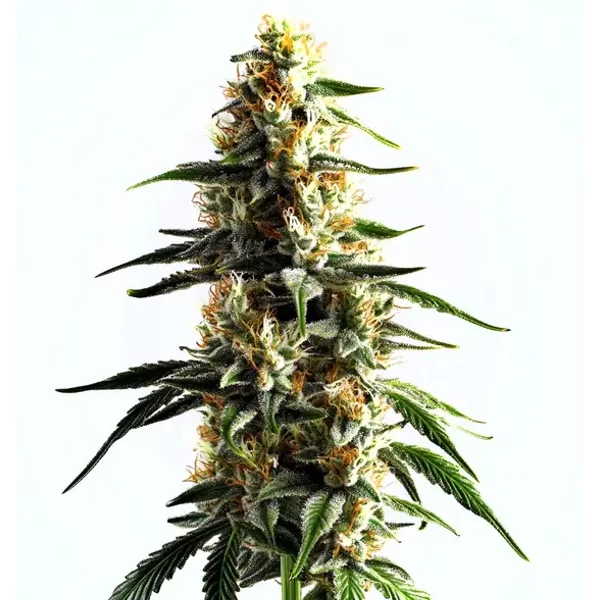 Cake Batter - Seeds Pack: 3-samen