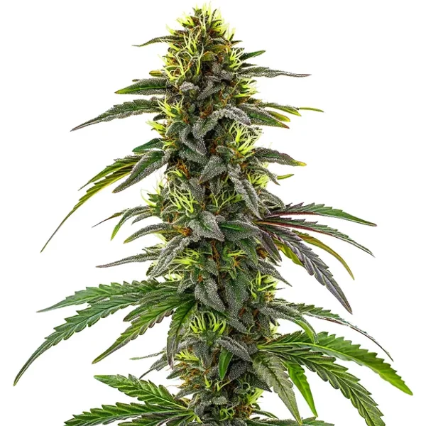 CBD Cafe Racer - Seeds Pack: 3-samen