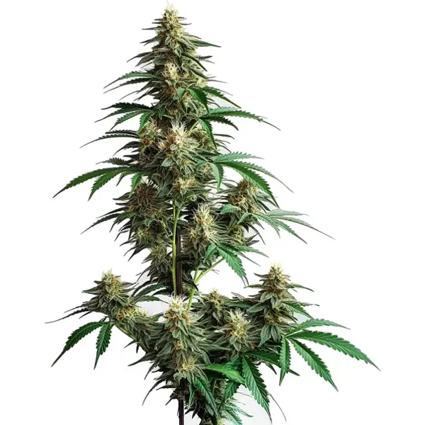 CheeseCake Auto - Seeds Pack: 3-samen