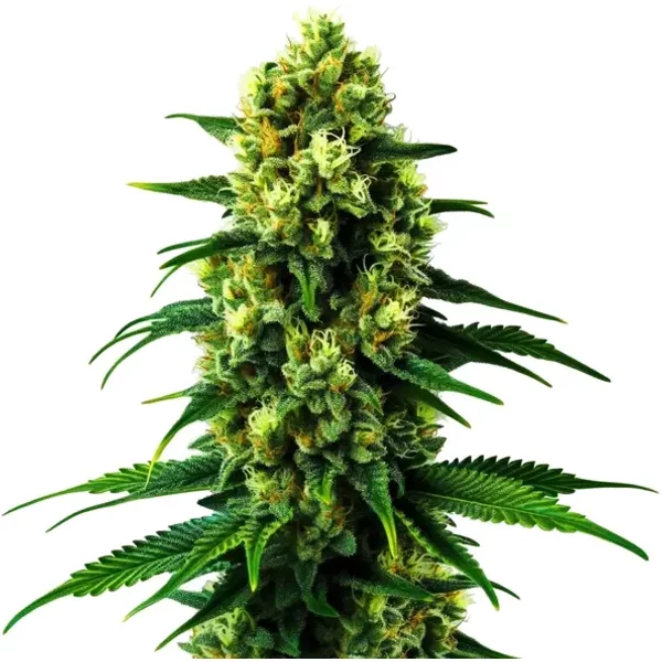 Colombian Gold - Seeds Pack: 3-samen
